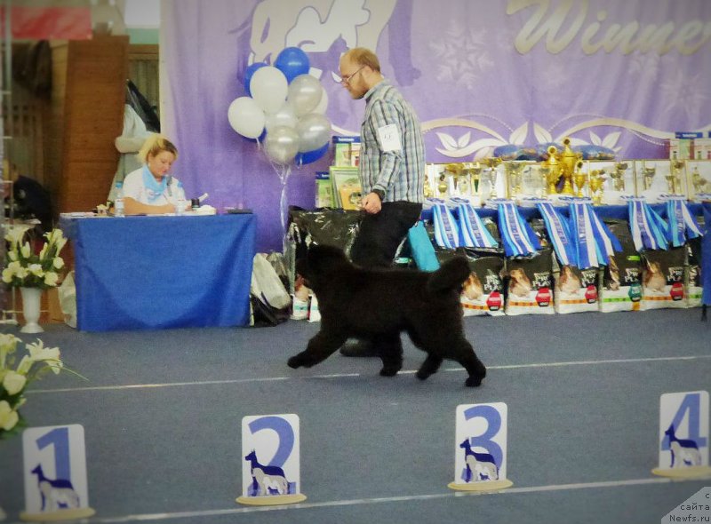 Фото: ньюфаундленд CHingiz Han iz Plemeni Kedra (Чингиз Хан из Племени Кедра)