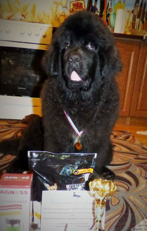 Фото: ньюфаундленд CHingiz Han iz Plemeni Kedra (Чингиз Хан из Племени Кедра)