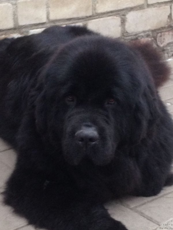 Фото: ньюфаундленд Moya Stikhiya Nastasya Krasa (Моя Стихия Настасья Краса)