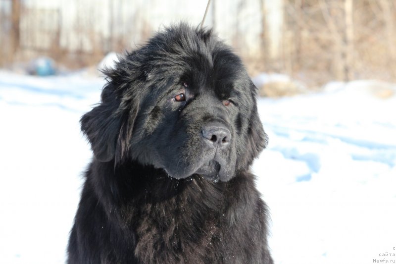 Фото: ньюфаундленд Super Premium Shadow of a Shade (Супер Премиум Шадо оф э Шаде)