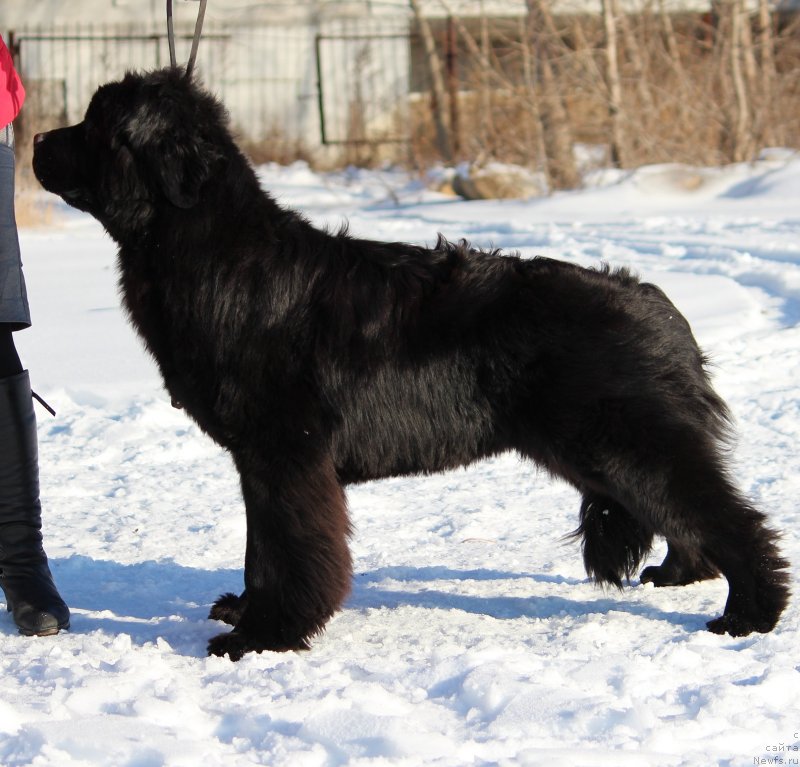 Фото: ньюфаундленд Super Premium Shadow of a Shade (Супер Премиум Шадо оф э Шаде)