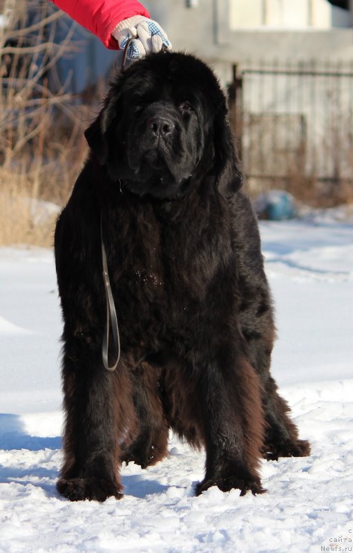 Фото: ньюфаундленд Super Premium Char-Chi (Супер Премиум Цар-Чи)