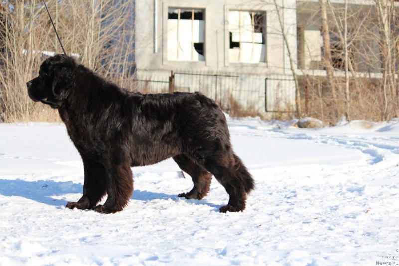 Фото: ньюфаундленд Super Premium Char-Chi (Супер Премиум Цар-Чи)