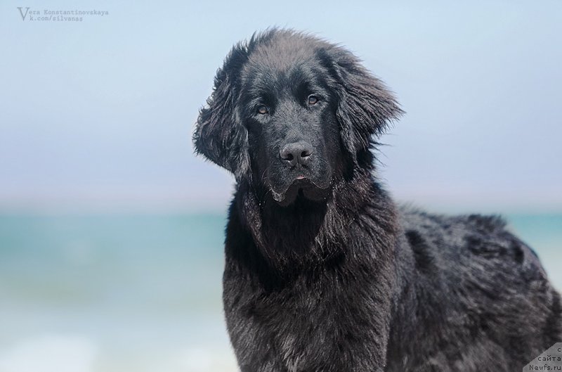 Фото: ньюфаундленд Ideal Taste of Victory (Идеал Тейст оф Виктори)