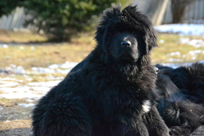 Фото: ньюфаундленд Talisman Morya Izumrudnaya Volna (Талисман Моря Изумрудная Волна)