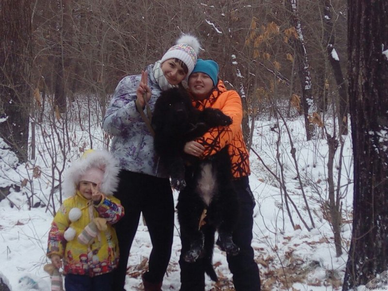 Фото: ньюфаундленд Talisman Morya Illyuziya (Талисман Моря Иллюзия)