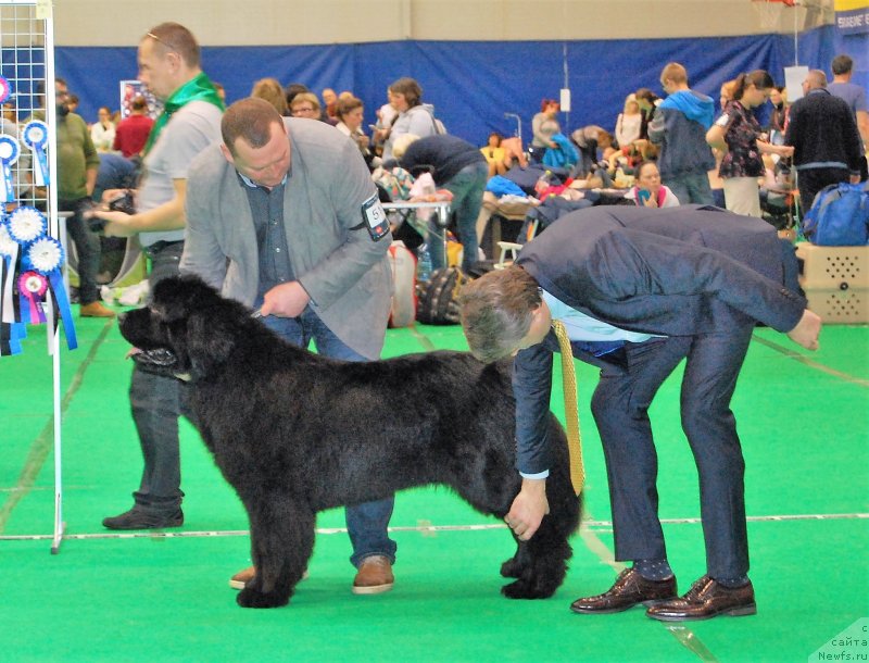 Фото: ньюфаундленд Brownblood MSK Amadey-Defender (Браунблад МСК Амадей-Дефендер)