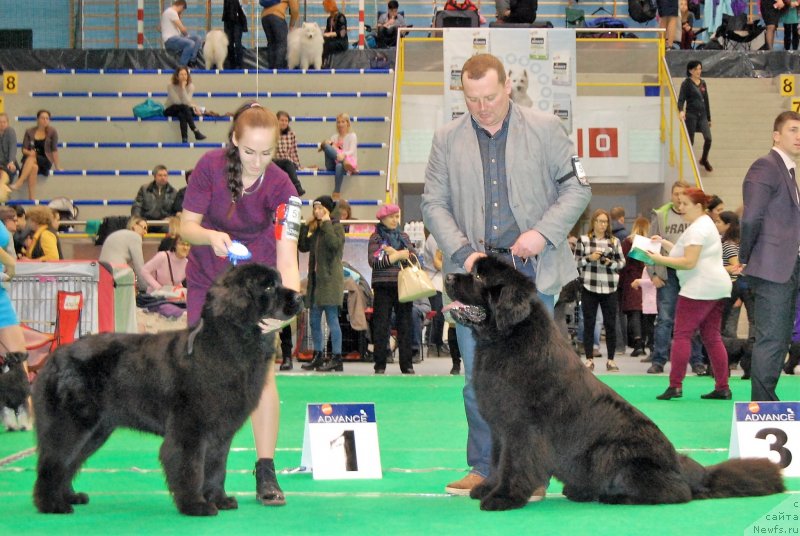 Фото: ньюфаундленд Brownblood MSK Amadey-Defender (Браунблад МСК Амадей-Дефендер)