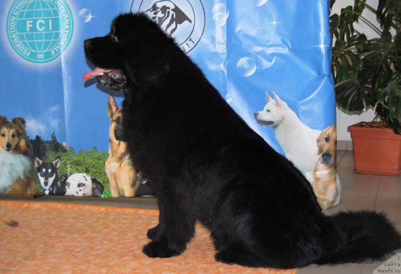 Фото: ньюфаундленд Brownblood MSK Amadey-Defender (Браунблад МСК Амадей-Дефендер)