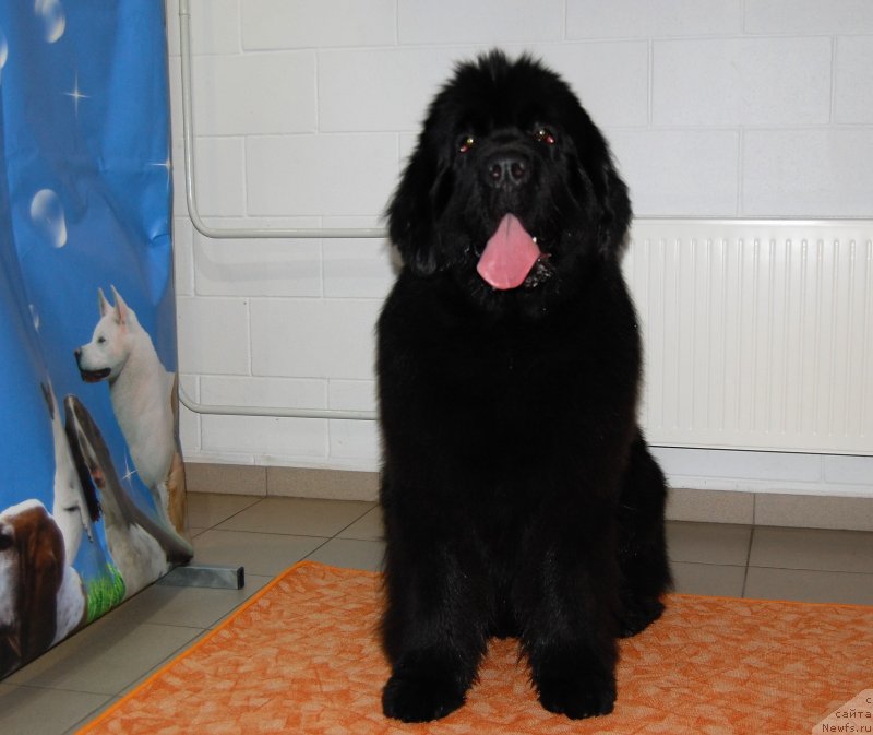 Фото: ньюфаундленд Brownblood MSK Amadey-Defender (Браунблад МСК Амадей-Дефендер)