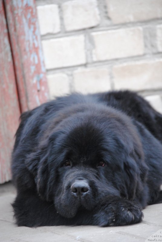 Фото: ньюфаундленд Moya Stikhiya Nastasya Krasa (Моя Стихия Настасья Краса)