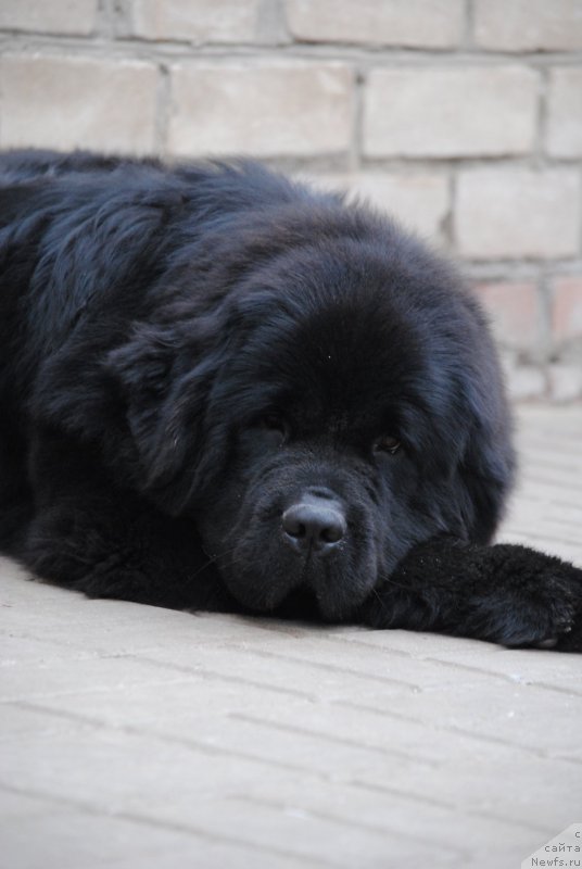 Фото: ньюфаундленд Moya Stikhiya Nastasya Krasa (Моя Стихия Настасья Краса)