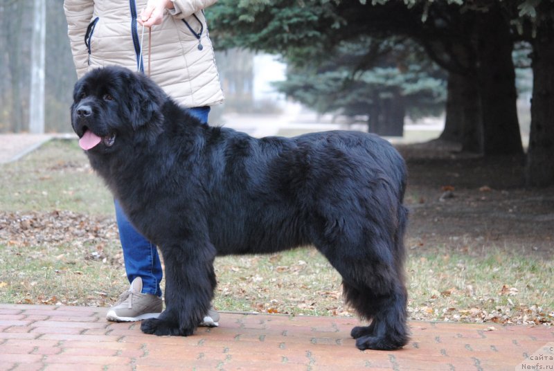 Фото: ньюфаундленд Moya Stikhiya Nastasya Krasa (Моя Стихия Настасья Краса)