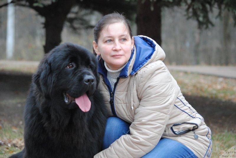 Фото: ньюфаундленд Moya Stikhiya Nastasya Krasa (Моя Стихия Настасья Краса), Elena Bobneva (Елена Бобнева)