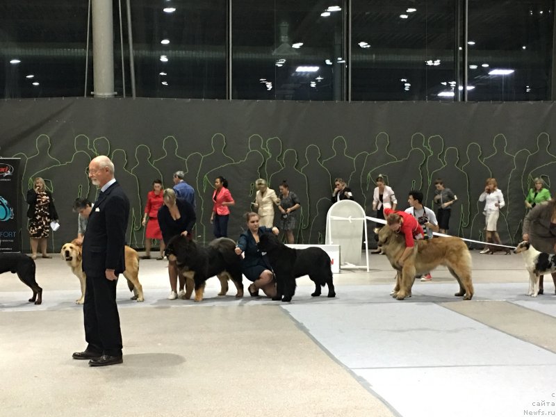 Фото: ньюфаундленд Brownblood MSK Lavy Neman (Браунблад MCК Лави Нэман)