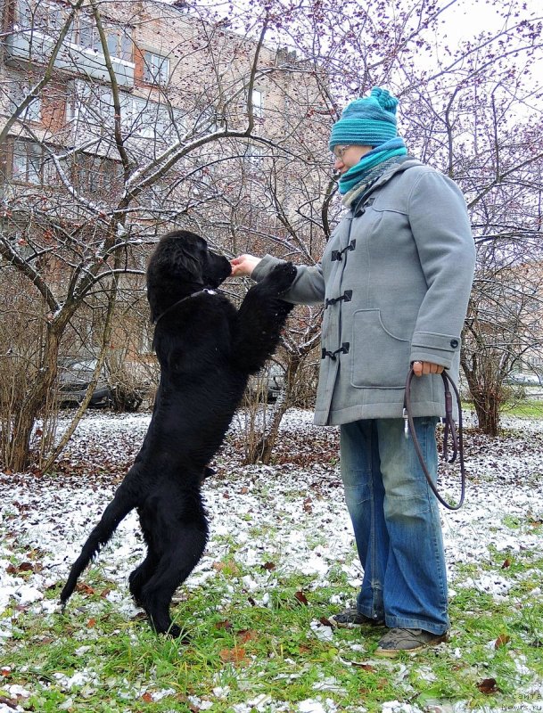 Фото: ньюфаундленд Fann'yuf Brigadir (Фанньюф Бригадир)
