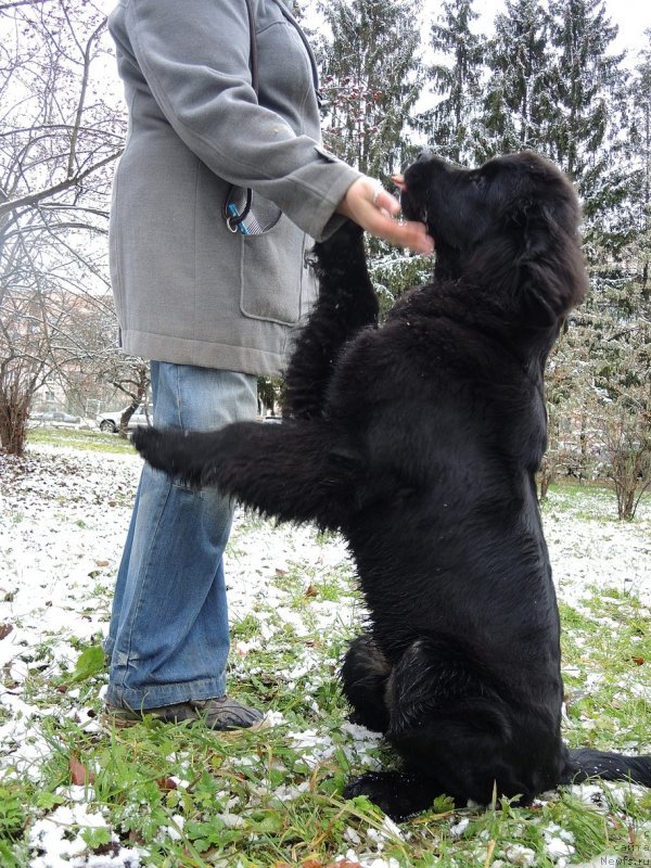 Фото: ньюфаундленд Fann'yuf Brigadir (Фанньюф Бригадир)