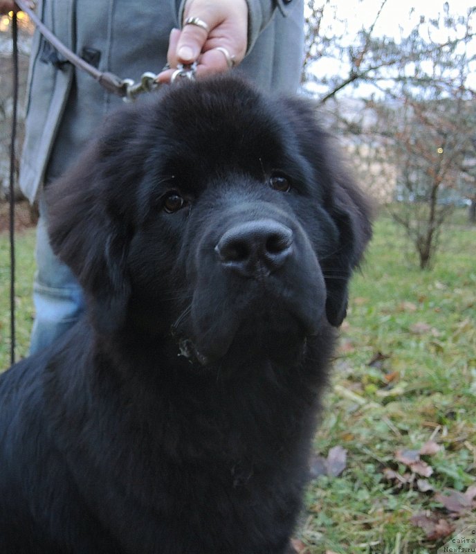 Фото: ньюфаундленд Fann'yuf Brigadir (Фанньюф Бригадир)