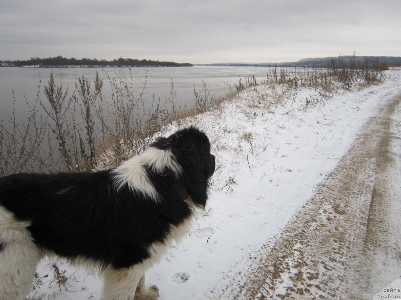 Фото: ньюфаундленд Vodogray ot Karel'skih Medvedey (Водограй от Карельских Медведей)