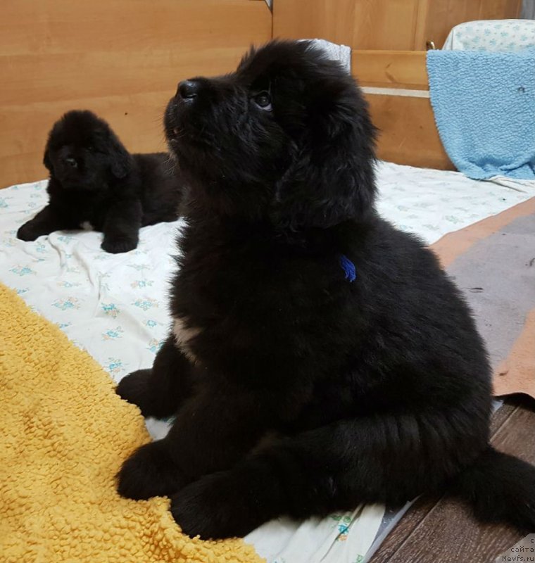 Фото: ньюфаундленд SHef an SHef iz Plemeni Kedra (Шеф ан Шеф из Племени Кедра)