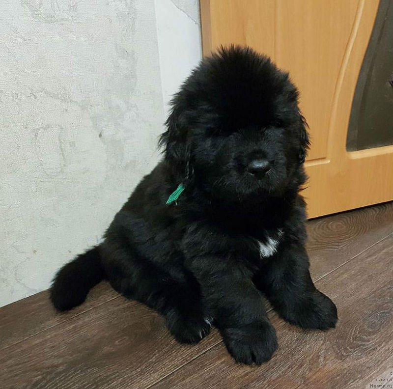 Фото: ньюфаундленд SHtefan SHvarc iz Plemeni Kedra (Штефан Шварц из Племени Кедра)