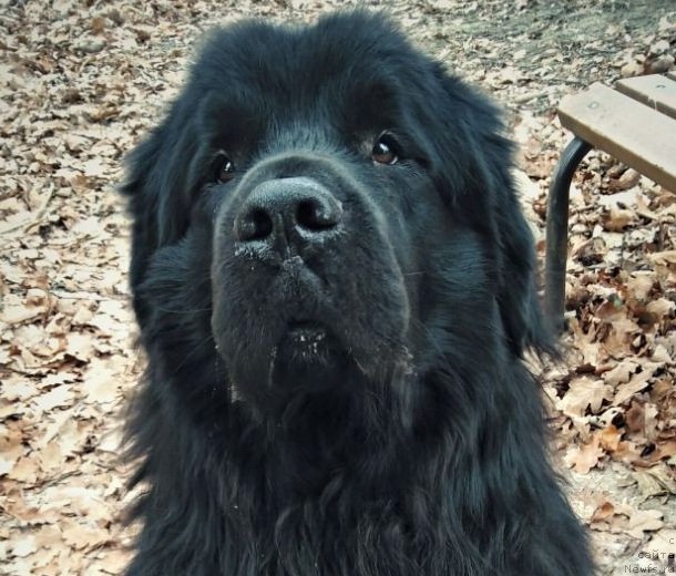 Фото: ньюфаундленд My Frend Newfy' Avatar Divine Greature (My Frend Newfy' Avatar Divine Greature)