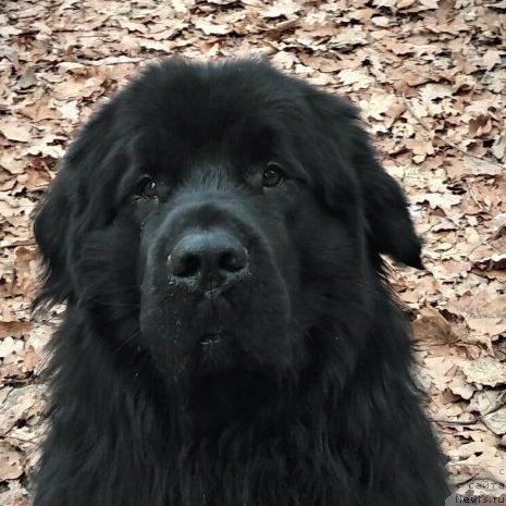 Фото: ньюфаундленд My Frend Newfy' Avatar Divine Greature (My Frend Newfy' Avatar Divine Greature)