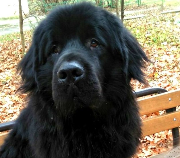 Фото: ньюфаундленд My Frend Newfy' Avatar Divine Greature (My Frend Newfy' Avatar Divine Greature)
