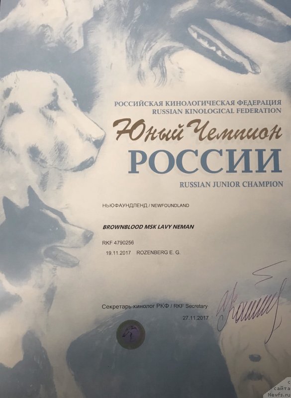 Фото: ньюфаундленд Brownblood MSK Lavy Neman (Браунблад MCК Лави Нэман)