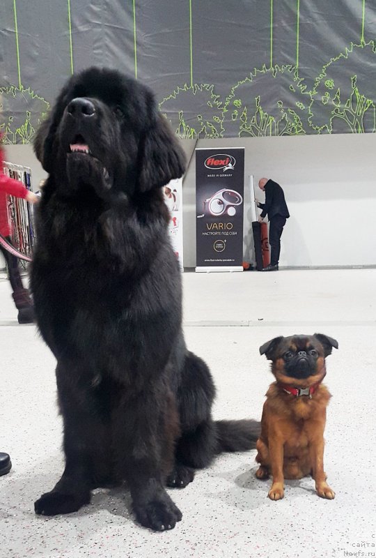 Фото: ньюфаундленд Brownblood MSK Lavy Neman (Браунблад MCК Лави Нэман)