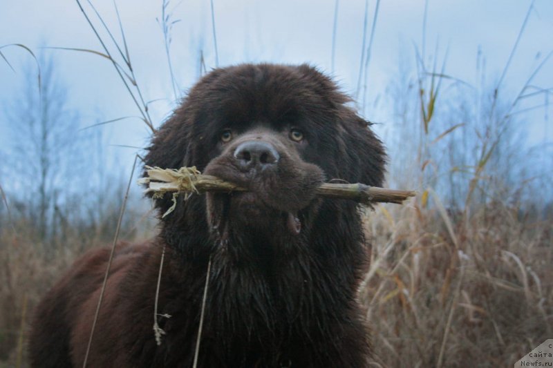 Фото: ньюфаундленд Brownblood MSK Larchie Ardon (Браунблад МСК Ларчи Ардон)