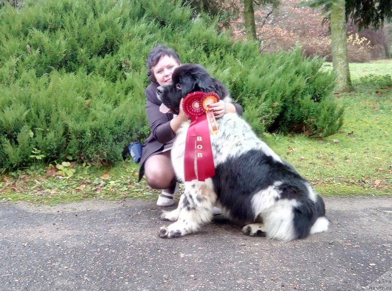Фото: ньюфаундленд Ise King Zefir Super Mishka