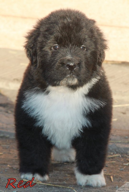 Фото: АС буква 