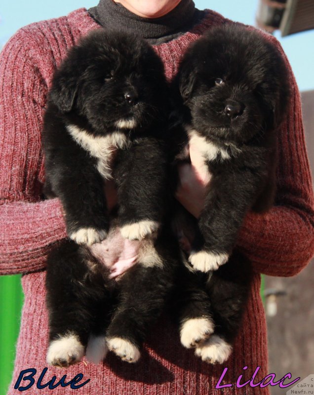 Фото: кобели АС 