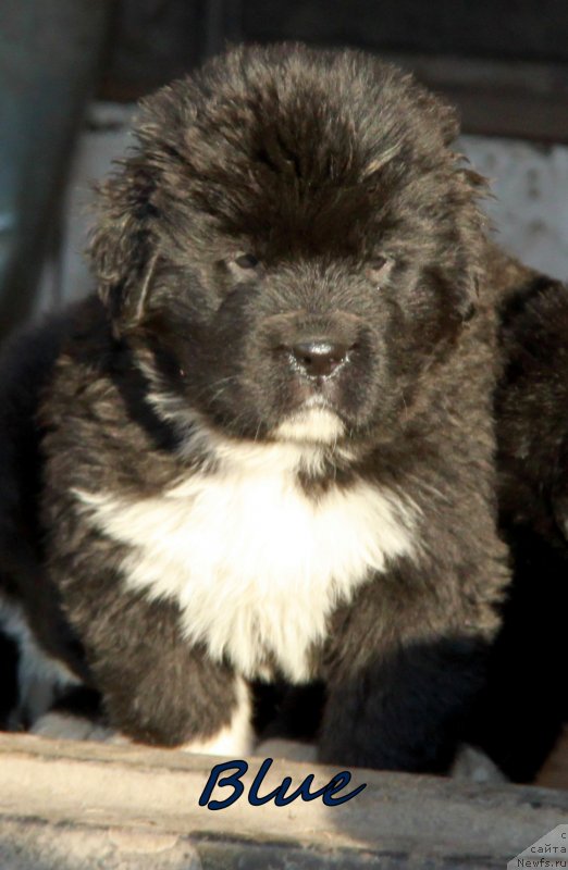 Фото: кобели АС 