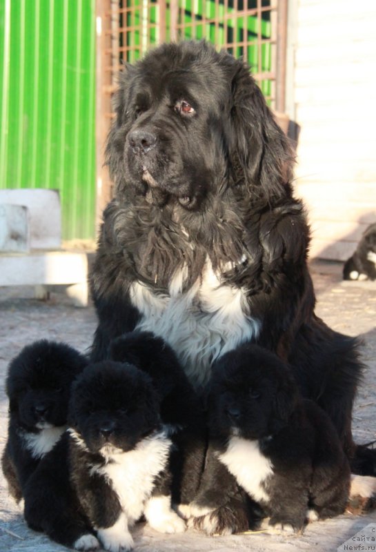 Фото: ньюфаундленд Ikona Stilya (Икона Стиля), и внуки на букву 