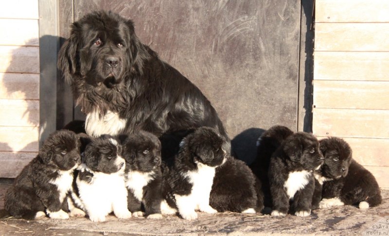 Фото: [d9846] и внуки.