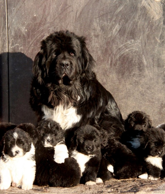 Фото: [d9846] и внуки.