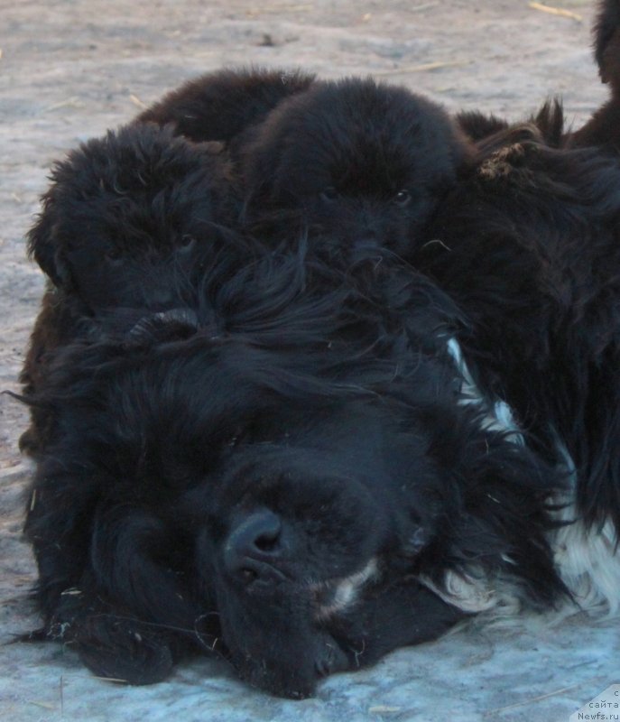 Фото: ньюфаундленд Ikona Stilya (Икона Стиля), и внуки.