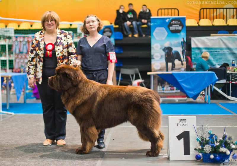 Фото: ньюфаундленд Brownblood MSK Veles Alister (Браунблад МСК Велес Алистер)