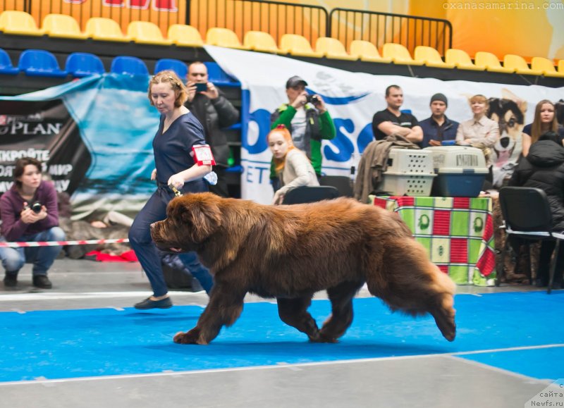 Фото: ньюфаундленд Brownblood MSK Veles Alister (Браунблад МСК Велес Алистер)