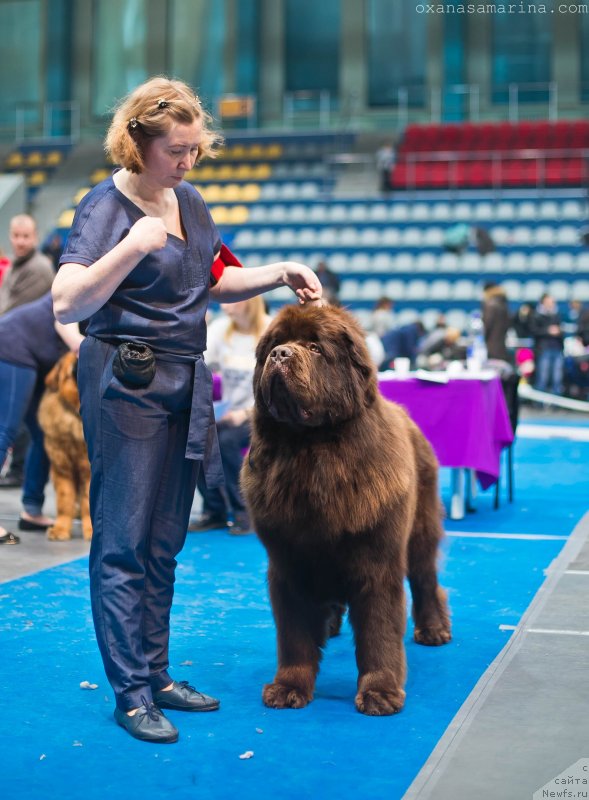 Фото: ньюфаундленд Brownblood MSK Veles Alister (Браунблад МСК Велес Алистер)