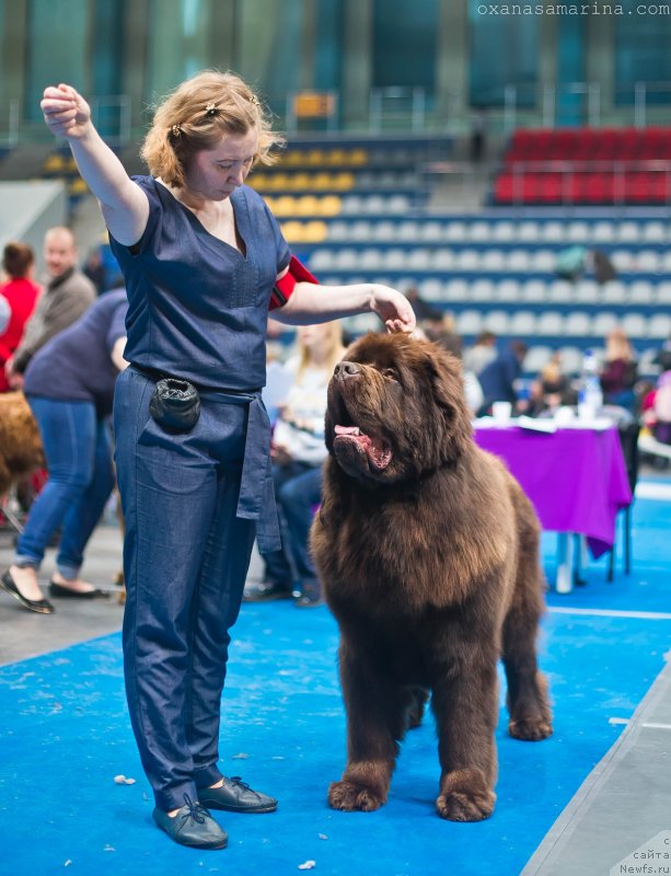 Фото: ньюфаундленд Brownblood MSK Veles Alister (Браунблад МСК Велес Алистер)