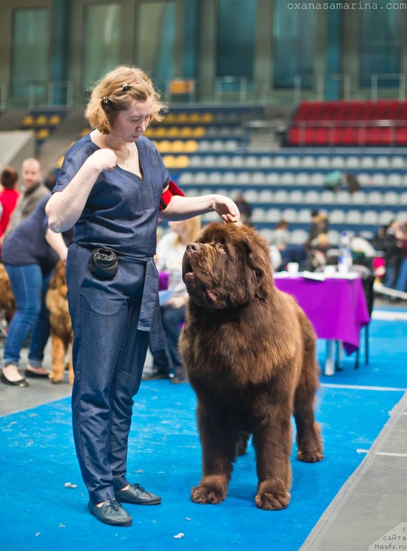 Фото: ньюфаундленд Brownblood MSK Veles Alister (Браунблад МСК Велес Алистер)