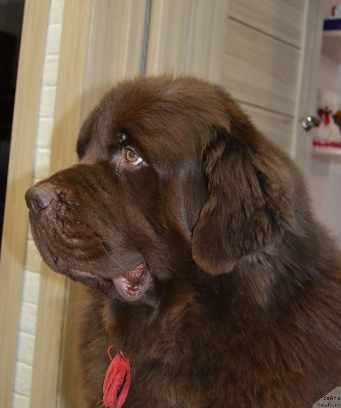 Фото: ньюфаундленд Nyesh Sollar Vind (Нэш Соллар Винд)