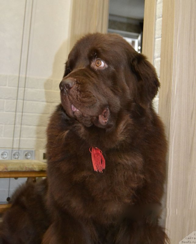 Фото: ньюфаундленд Nyesh Sollar Vind (Нэш Соллар Винд)