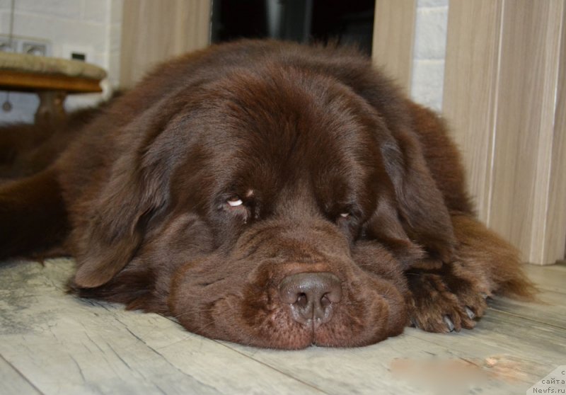 Фото: ньюфаундленд Nyesh Sollar Vind (Нэш Соллар Винд)