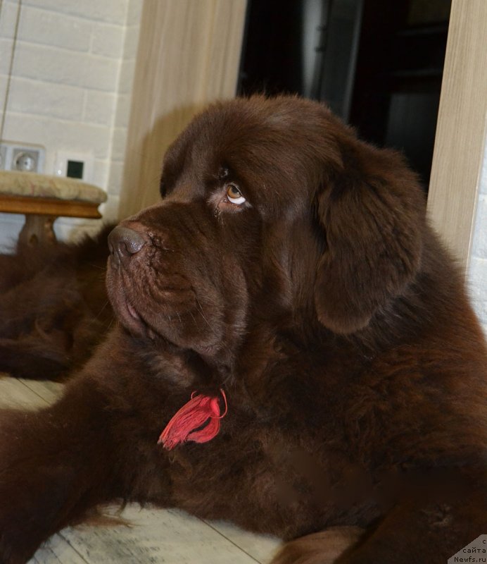 Фото: ньюфаундленд Nyesh Sollar Vind (Нэш Соллар Винд)