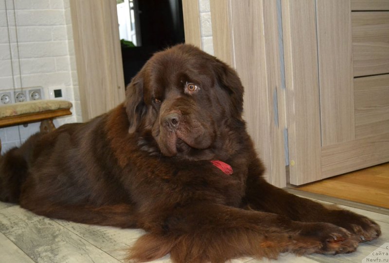 Фото: ньюфаундленд Nyesh Sollar Vind (Нэш Соллар Винд)