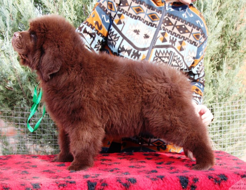 Фото: ньюфаундленд Jemchujina Kubani Kubanskiy Kazak (Жемчужина Кубани Кубанский Казак)